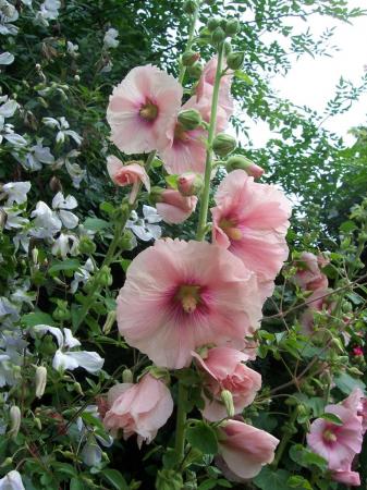 Alcea (Hollyhock) #2 Alcea (Hollyhock) #2