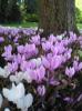 Cyclamen hederfolium Cyclamen hederfolium