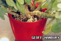 Mosquito bits sprinkled on infected plant soil used to kill fungus gnats