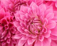 Pink flowers