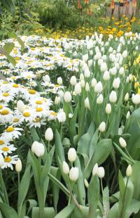 Tulips in Summer