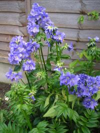 Jacob's Ladder - Polmonium Jacob's Ladder - Polmonium