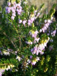 Heaths and Heathers - Erica, Calluna or Daboeica Heaths and Heathers - Erica, Calluna or Daboeica