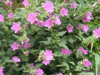 Mallow - Lavatera Mallow - Lavatera