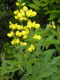 Thermopsis rhombifolia - Thermopsis rhombifolia Thermopsis rhombifolia - Thermopsis rhombifolia
