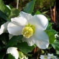 Episode 10: Gardening Jobs and Plants of Interest for January Episode 10: Gardening Jobs and Plants of Interest for January